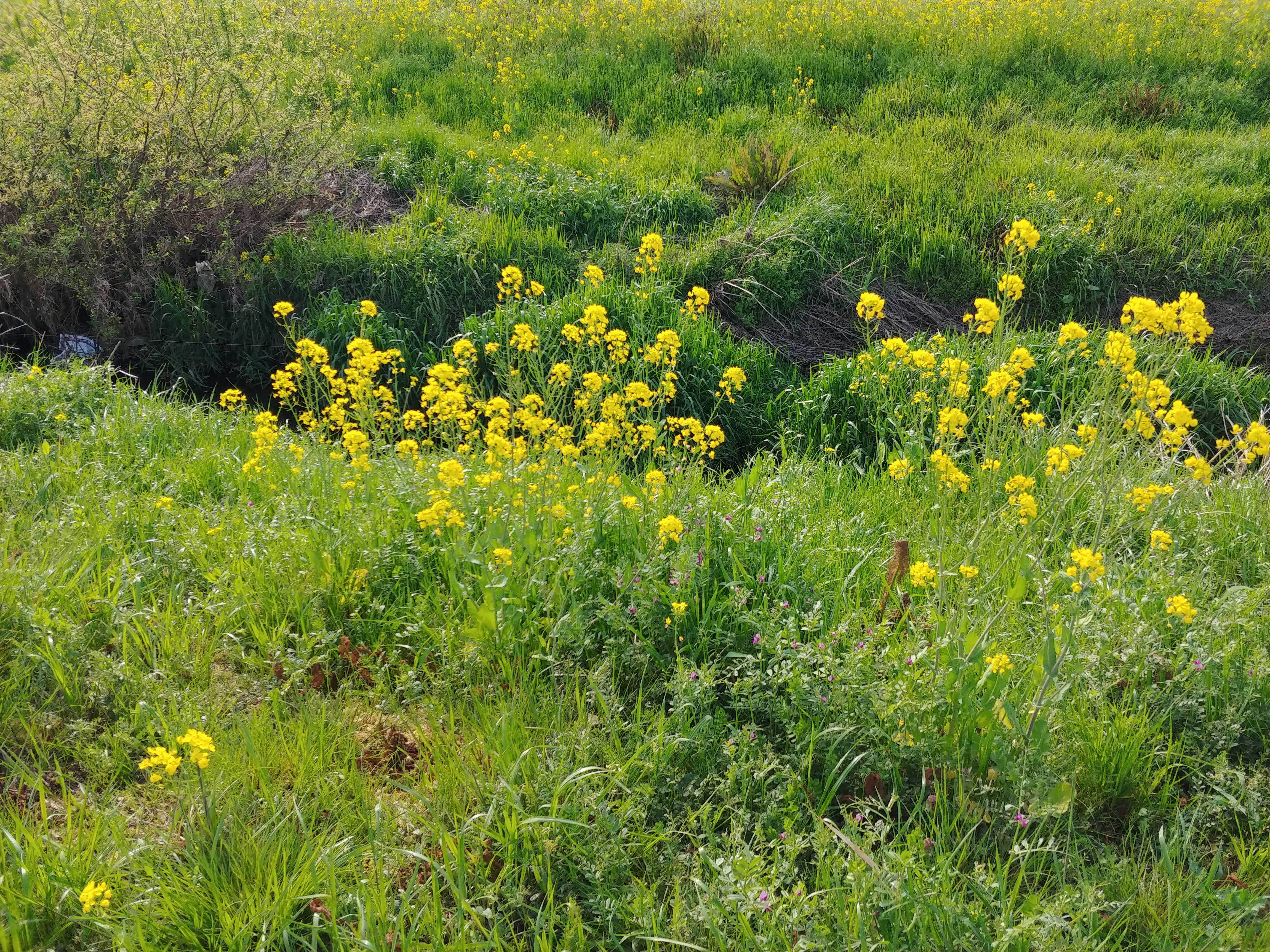 菜の花とVスト、鈴蘭苑のオイキムチなプチツーリング ～野に咲く花のように～