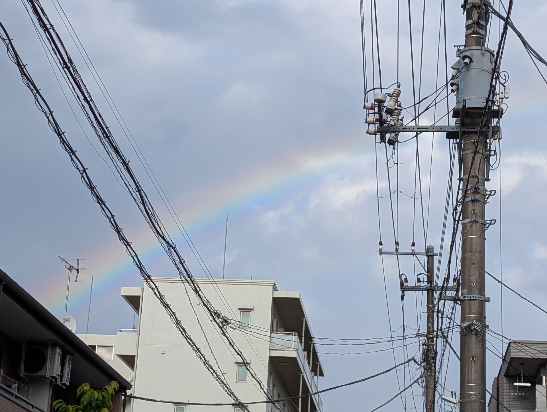 めだか産卵ラッシュ