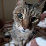 従姉の猫を預かる、の巻