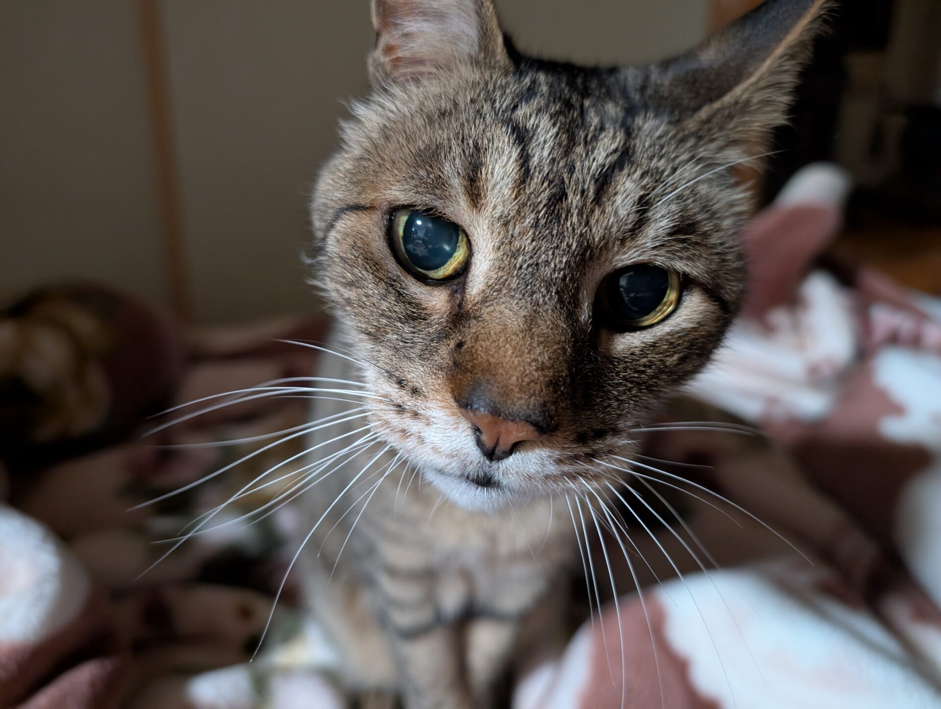 従姉の猫を預かる、の巻